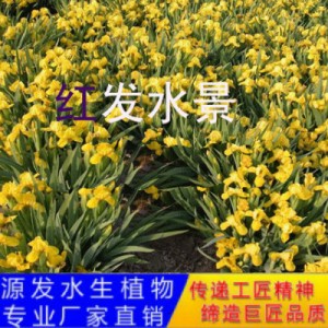 源发承接各种水生植物净水绿化工程 鸢尾、芦苇 生态浮岛