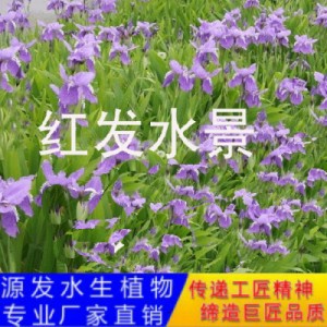 源发承接各种水生植物净水绿化工程 鸢尾、芦苇 生态浮岛