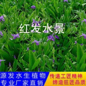 源发承接各种水生植物净水绿化工程 鸢尾、芦苇 生态浮岛