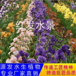 源发承接各种水生植物净水绿化工程 鸢尾、芦苇 生态浮岛