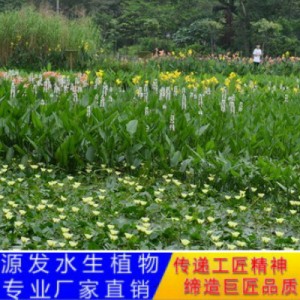 源发承接各种水生植物净水绿化工程 梭鱼草、芦苇 生态浮岛