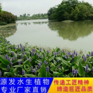 源发承接各种水生植物净水绿化工程 梭鱼草、芦苇 生态浮岛