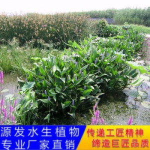 源发承接各种水生植物净水绿化工程 梭鱼草、芦苇 生态浮岛