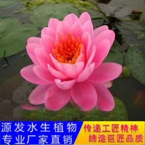 源发承接各种水生植物净水绿化工程  睡莲 绿化工程