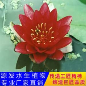 源发承接各种水生植物净水绿化工程  睡莲 绿化工程