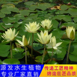 源发承接各种水生植物净水绿化工程  睡莲 绿化工程