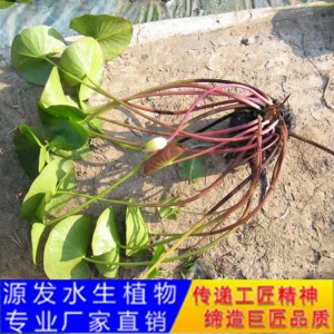 源发承接各种水生植物净水绿化工程  睡莲 绿化工程