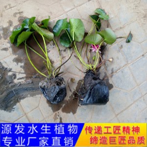 源发承接各种水生植物净水绿化工程  睡莲 绿化工程