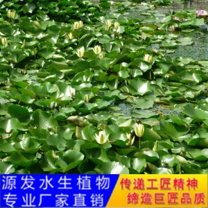 源发承接各种水生植物净水绿化工程  睡莲 绿化工程