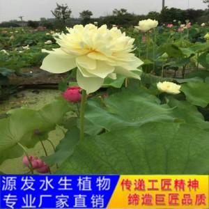 源发承接各种水生植物净水绿化工程  荷花 绿化工程