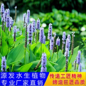 源发承接各种水生植物净水绿化工程  再力花  绿化工程