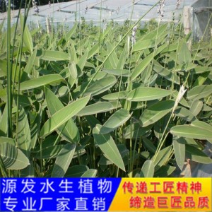 源发承接各种水生植物净水绿化工程  再力花  绿化工程