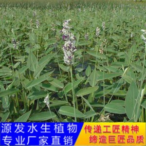 源发承接各种水生植物净水绿化工程  再力花  绿化工程