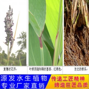 源发承接各种水生植物净水绿化工程  再力花  绿化工程