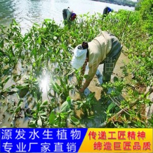 源发承接各种水生植物净水绿化工程  再力花  绿化工程