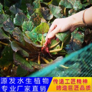 源发承接各种水生植物净水绿化工程 浮水植物