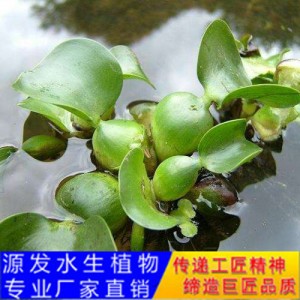 源发承接各种水生植物净水绿化工程 浮水植物