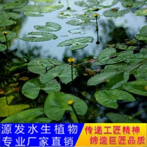 源发承接各种水生植物净水绿化工程 浮水植物