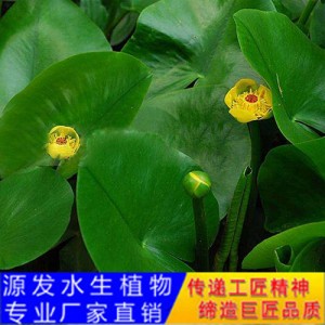 源发承接各种水生植物净水绿化工程 浮水植物