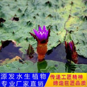 源发承接各种水生植物净水绿化工程 浮水植物