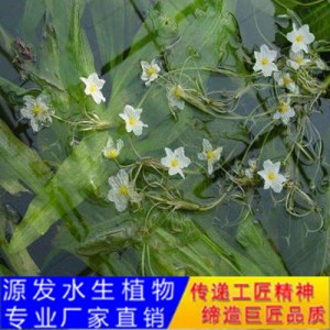 源发承接各种水生植物净水绿化工程 浮水植物