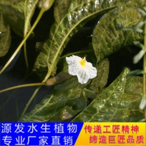 源发承接各种水生植物净水绿化工程 浮水植物  水车前