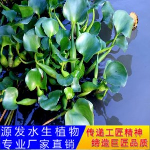 源发承接各种水生植物净水绿化工程 浮水植物 水葫芦苗