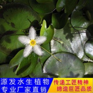 源发承接各种水生植物净水绿化工程 浮水植物 荇菜