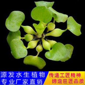 源发承接各种水生植物净水绿化工程 浮水植物 眼子菜