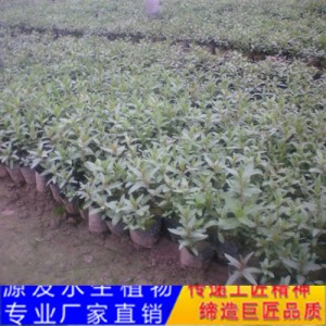 源发承接各种水生植物净水绿化工程  千屈菜  绿化工程