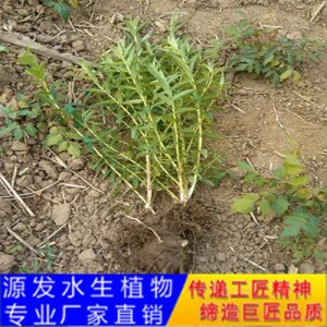 源发承接各种水生植物净水绿化工程  千屈菜  绿化工程