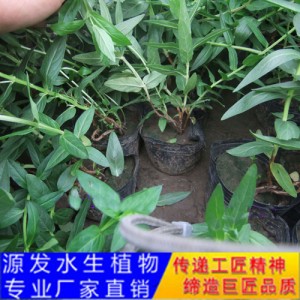 源发承接各种水生植物净水绿化工程  千屈菜  绿化工程