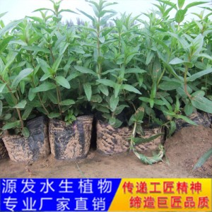 源发承接各种水生植物净水绿化工程  千屈菜  绿化工程