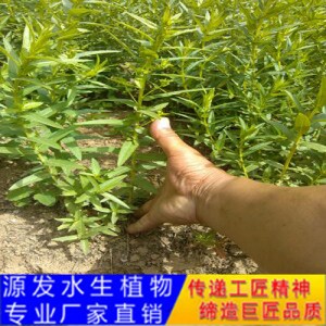 源发承接各种水生植物净水绿化工程  千屈菜  绿化工程