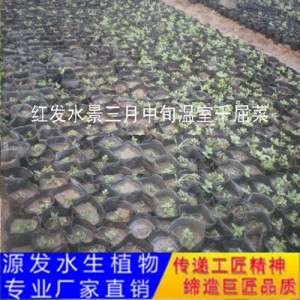 源发承接各种水生植物净水绿化工程  千屈菜  绿化工程