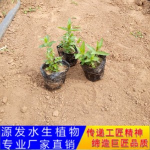 源发承接各种水生植物净水绿化工程  千屈菜  绿化工程