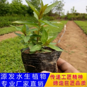 源发承接各种水生植物净水绿化工程  千屈菜  绿化工程