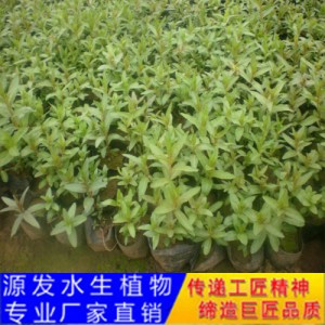 源发承接各种水生植物净水绿化工程  千屈菜  绿化工程