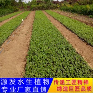 源发承接各种水生植物净水绿化工程  千屈菜  绿化工程