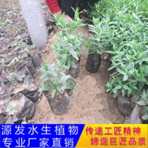 源发承接各种水生植物净水绿化工程  千屈菜  绿化工程