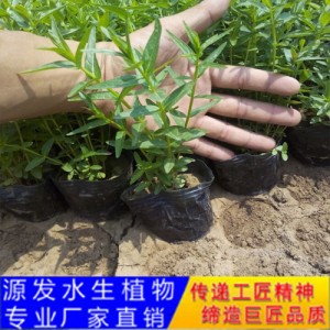 源发承接各种水生植物净水绿化工程  千屈菜  绿化工程