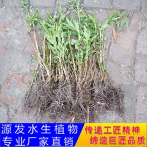 源发承接各种水生植物净水绿化工程  千屈菜  绿化工程