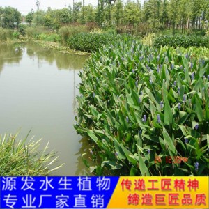 源发承接各种水生植物净水绿化工程  梭鱼草  绿化工程