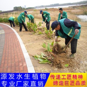 源发承接各种水生植物净水绿化工程  美人蕉