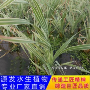 源发承接各种水生植物净水绿化工程  香蒲