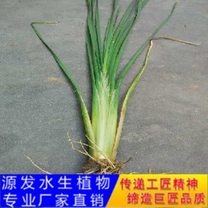 源发承接各种水生植物净水绿化工程  香蒲