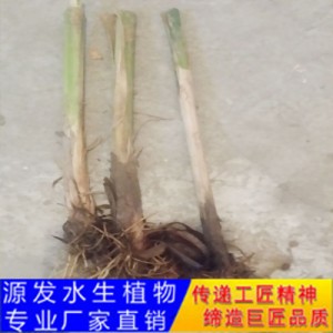 源发承接各种水生植物净水绿化工程  香蒲