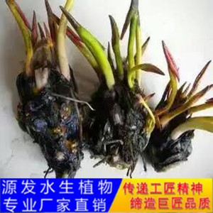 源发承接各种水生植物净水绿化工程  睡莲苗 绿化工程