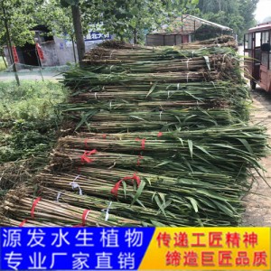 源发承接各种水生植物净水绿化工程  芦苇