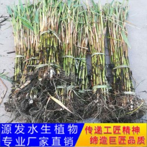 源发承接各种水生植物净水绿化工程  芦苇